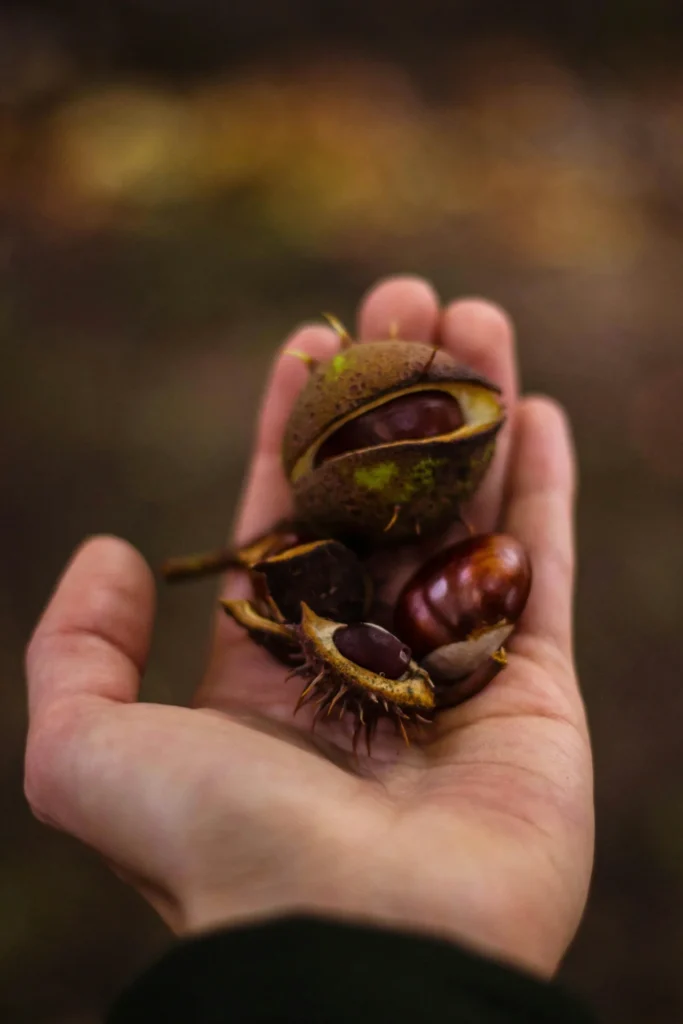 pexels-valeriya-12963 chestnut cracking groeien door patronen te doorbreken
